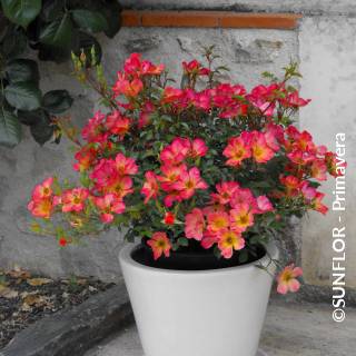©SUNFLOR - Primavera